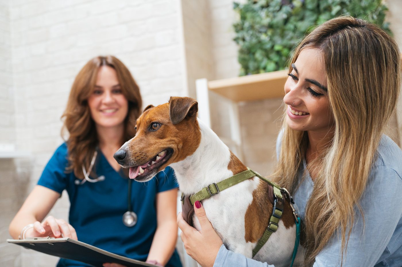 A vet and a dog at Corry & O'Hare